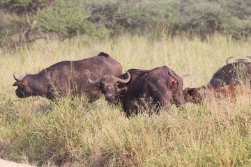 Beautiful Animals Game of Africa – Buffalos  