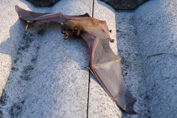 Bats make nests under the cover of the roof rafters of residential houses