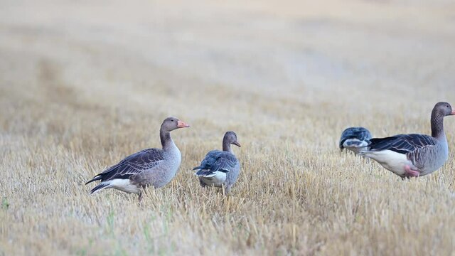 Greylag goose group standing on the mowed corn field and searchs food, summer, july, (anser anser), germany