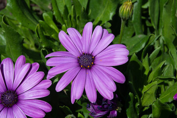 Flores de jard&iacute;n, margarita morada en verano en el jard&iacute;n