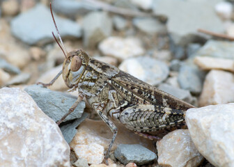 Oedipoda caerulescens – Siwoszek błękitny © patrycjaskupinska