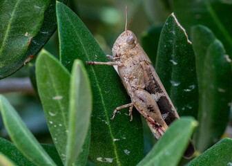 HEMIPTERA – PLUSKWIAKI
