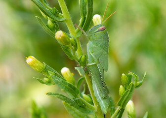 Anacridium aegyptium–Koniczuk koptyjski