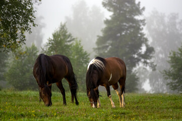 Dwa konie na polanie we mgle	 - obrazy, fototapety, plakaty
