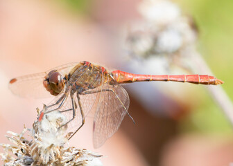 Sympetrum vulgatum – Szablak zwyczajny © patrycjaskupinska