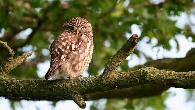 Little owl sitting on the oak branch and watch, summer, july, (athene noctua), germany
