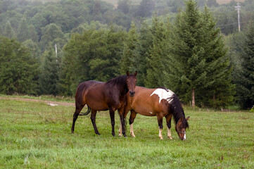 Dwa konie na polanie we mgle	 - obrazy, fototapety, plakaty