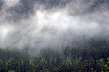 Fototapeta na wymiar Wierzchołki drzew las we mgle