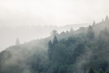 Krajobraz leśny wierzchołki drzew las we mgle panorama	