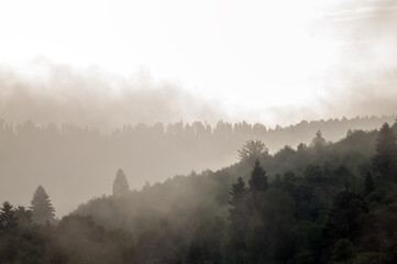 Wierzchołki drzew we mgle.	
