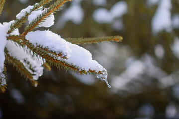 Obraz premium Green fir tree branches in snow. Spruce tree in winter forest.