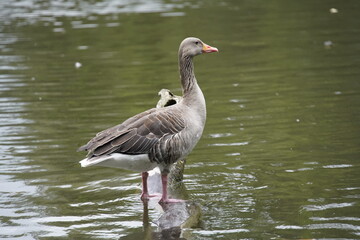 Greylag Goose (Anser anser) Anatidae family  in Hanover, Herrenhausen.