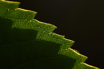 leaf on a black background