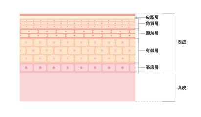 皮膚の図解（断面）イラスト
