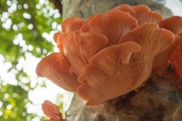 Bright Pink Oyster Mushroom Pleurotus djamor edible gourmet fungi