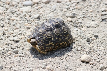 Beautiful Animals Game of Africa – Turtle 