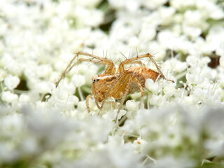 Lynx spider in a natural environment. Genus Oxyopes.   