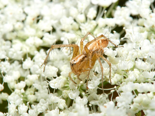 Lynx spider in a natural environment. Genus Oxyopes.   