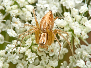 Lynx spider in a natural environment. Genus Oxyopes.   
