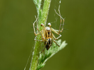 Fototapeta premium Lynx spider in a natural environment. Genus Oxyopes. 