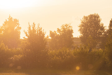 Summer evening with sun light and soft shadows