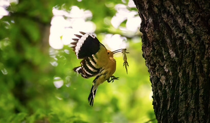 Beautiful Hoopoe carries food to the female nest. © Jiří Fejkl