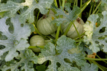 Pumpkins grow in a garden bed.Small round pumpkins lie on the ground in the middle of the leaves....