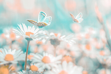 Beautiful daisy flower, butterfly on wild field close-up. Soft focus macro nature background. Delicate pastel toned image. Spring floral artistic image.
