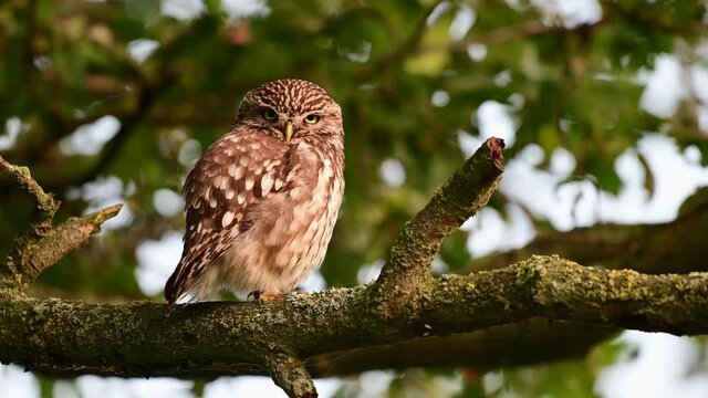 Little owl sitting on the oak branch and clean their feathers, summer, july, (athene noctua), germany