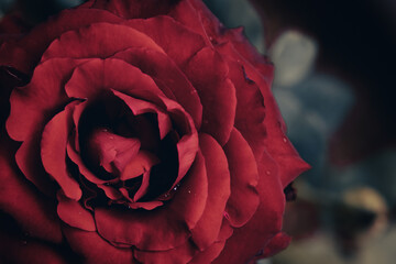 Closeup of blooming red rose in the pot with some droplet on the flower petal in dramatic color tone. Love and romantic valentine concept. 