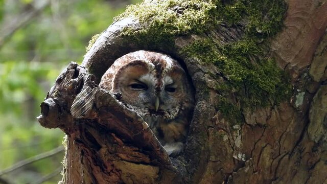 Waldkauz&nbsp;(Strix aluco) schaut aus Baumh&ouml;hle