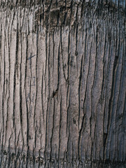 Rough and rough background of an old tree trunk