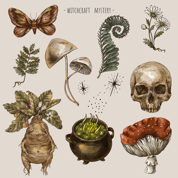 Watercolor set of magic plants, Witchcraft mystery sticker pack. Mandrake root