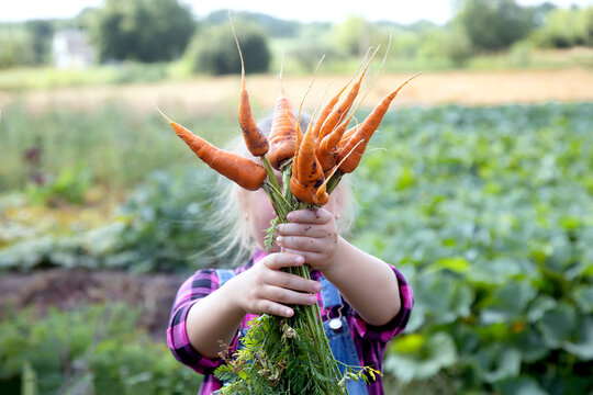 Baby girl holding carrots in garden child eating healthy food lifestyle vegan organic raw vegetables home grown summer gardening concept