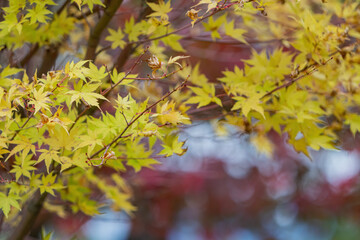 Close up shot of Maple leaves in Wuling Farm