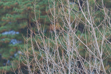 Close up shot of Maple leaves in Wuling Farm