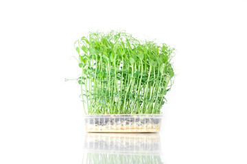 Microgreen sprouts baby beans pea in tray on white isolated background