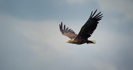 Adult and very nice White-tailed eagle in flight.