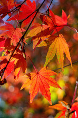 Close up shot of Maple leaves in Wuling Farm