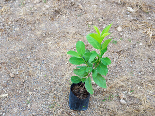 Guava little plant after planting with soil background.