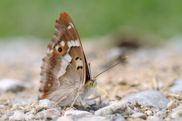 Lesser purple emperor butterfly (Apatura ilia) looking for minerals.