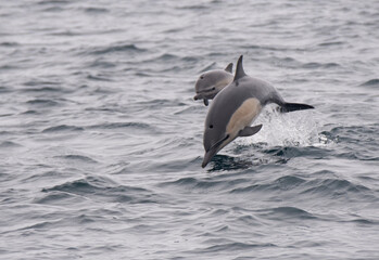 Fototapeta premium Common Dolphin Mother And Baby Jumping