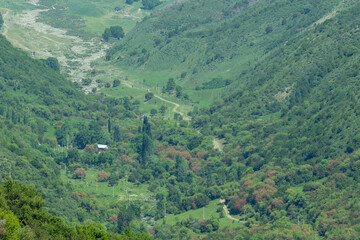 View of a mountain gorge, which has a lot of vegetation