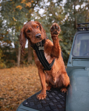 Travel lifestyle view of adventure dog holding paw up sat on Land Rover Defender in autumn forest, in Southern Sweden.