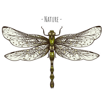 Dragonfly vintage greeting card. Forest treasures illustration