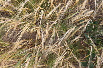 Dry golden wheat field on the farm close up.