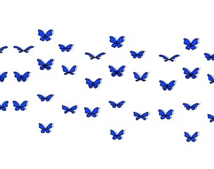 Fototapeta premium Blue butterfly pattern on white color 