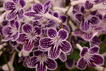 Full frame image of close up of streptocarpus in purple and white