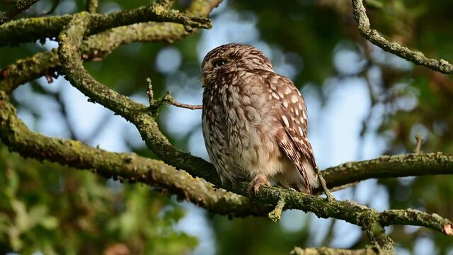 Little owl sitting on the oak branch and watch, summer, july, (athene noctua), germany
