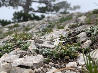 Mountain rocs